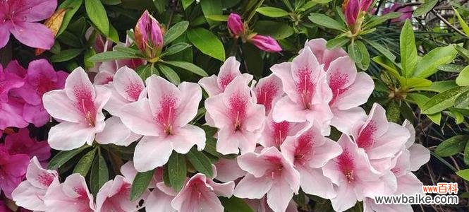 粉色杜鹃花的花语是什么?它象征着什么?