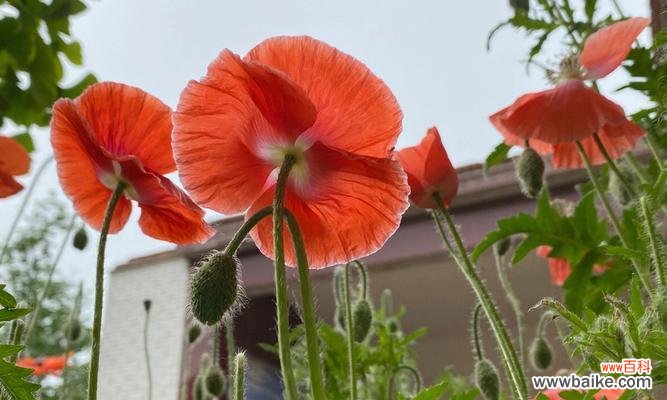 罂粟花象征爱情吗？