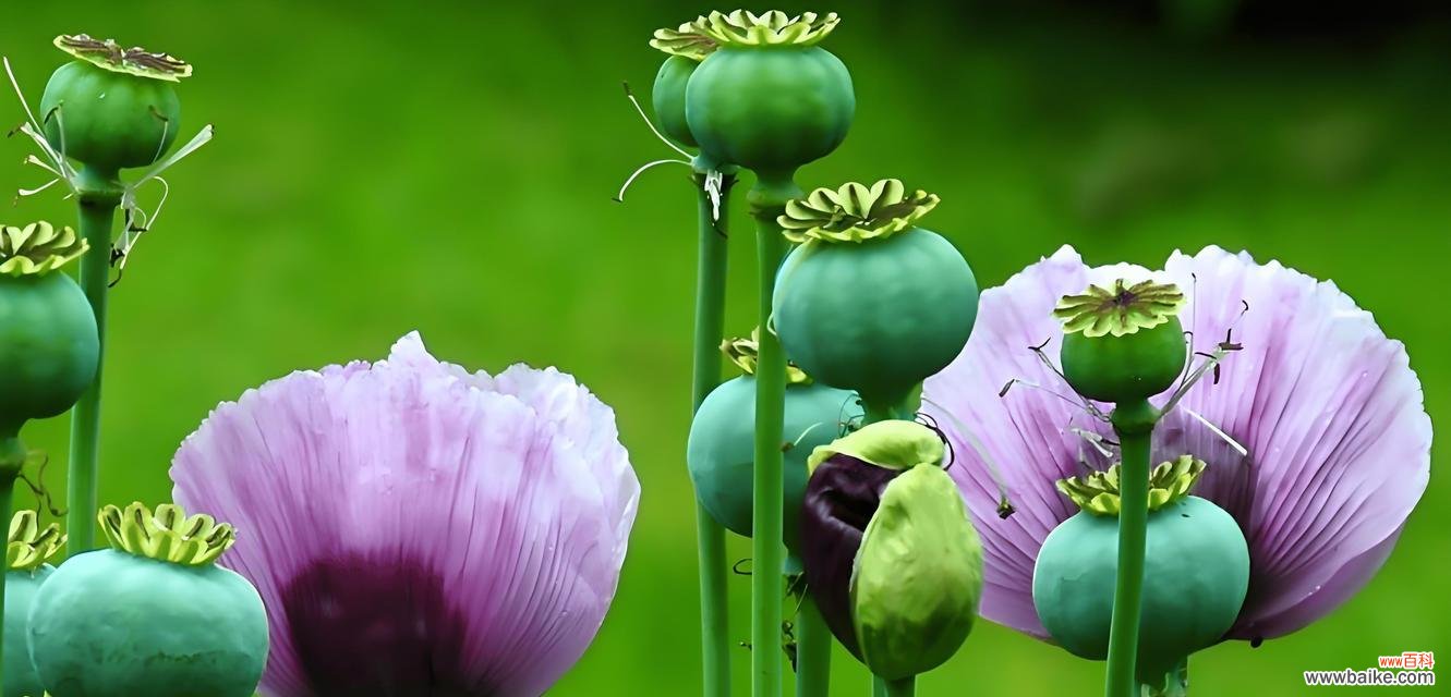 罂粟花象征爱情吗？