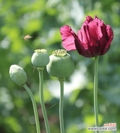 罂粟花象征爱情吗？