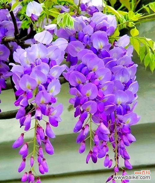 哪些花象征吉祥寓意好的成语?它们的寓意是什么?