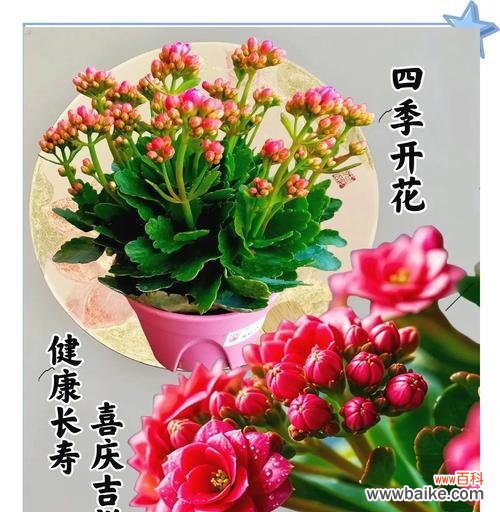 哪种花寓意健康和长寿?如何用花来祝愿健康长寿?