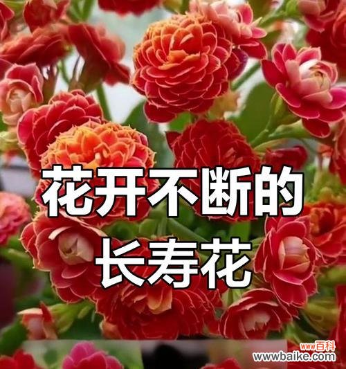 哪种花寓意健康和长寿?如何用花来祝愿健康长寿?