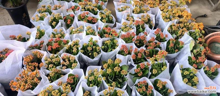 哪种花寓意健康和长寿?如何用花来祝愿健康长寿?