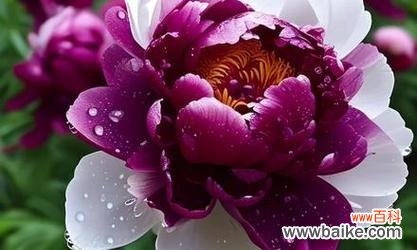 哪些花象征富贵繁荣?象征富贵繁荣的花有哪些?