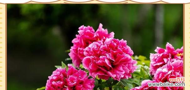 中华文化中哪种花象征富贵？