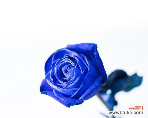 胸口放蓝色花代表什么？蓝色花的寓意是什么？