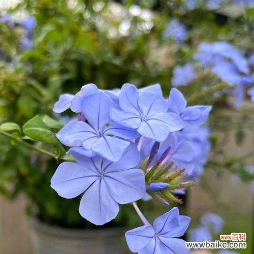 胸口放蓝色花代表什么？蓝色花的寓意是什么？