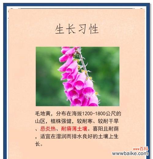 黄色毛花的花语是什么？黄色毛花的寓意是什么？