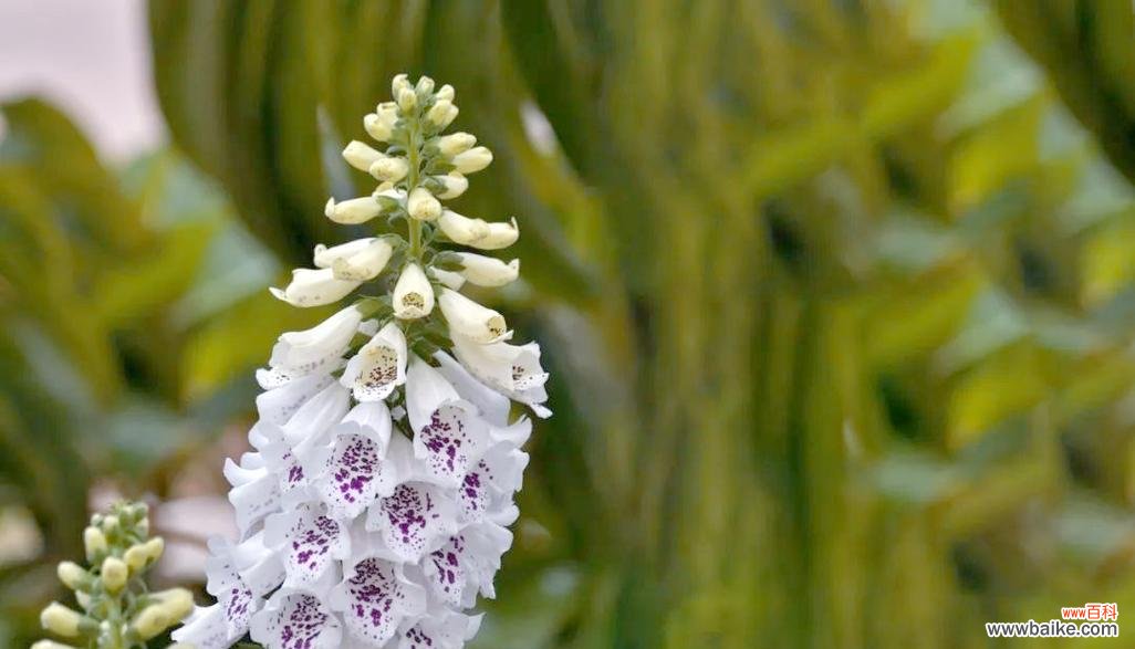 黄色毛花的花语是什么？黄色毛花的寓意是什么？