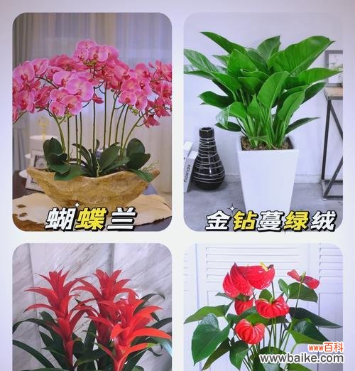 哪种花寓意快乐思想?