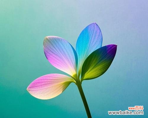 七色花的寓意是什么？七色花在不同文化中代表什么？