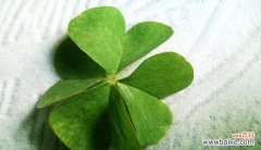 揭开四叶草的神秘面纱，寓意幸运与希望 四叶草花语与寓意