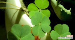 神秘而幸运的四叶草，它的花语与寓意是什么？ 四叶草的花语与寓意