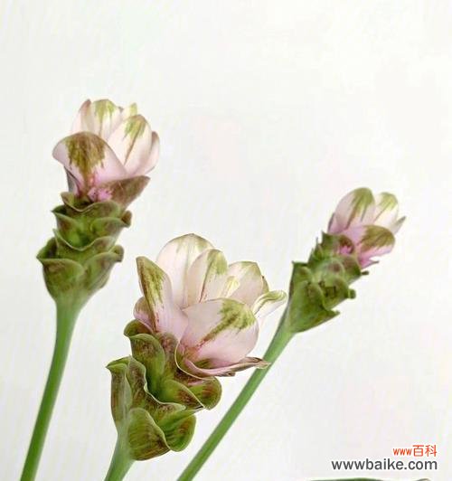 唤醒心灵,重拾希望的花朵 松虫草花语-绿色希望的象征