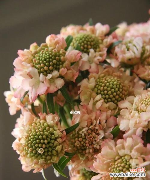 唤醒心灵,重拾希望的花朵 松虫草花语-绿色希望的象征