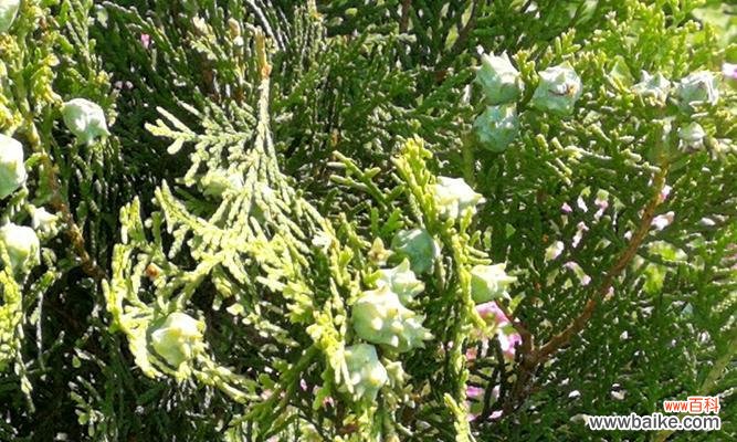 探索松柏树的寓意与内涵 松柏树的象征意义