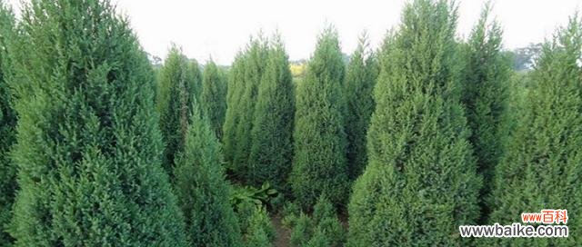 探索松柏树的寓意与内涵 松柏树的象征意义