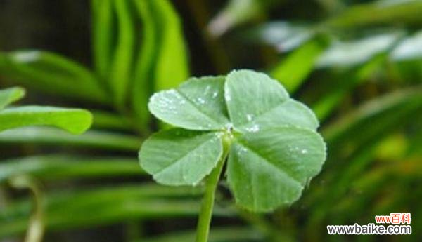 探寻四叶幸运草的幸福密码 四叶幸运草的意义与寓意