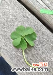 探寻四叶幸运草的幸福密码 四叶幸运草的意义与寓意