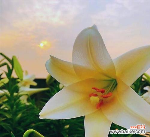 寻找幸运的标志,四叶草的魅力 四叶草在爱情中的象征意义