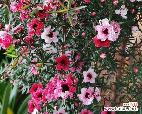 寒冬中的希望之花-松红梅 松红梅的花语与寓意