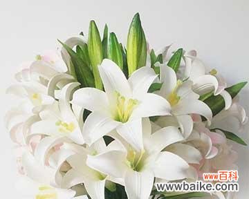 探寻白百合花的象征和情感 送白百合花的寓意与含义