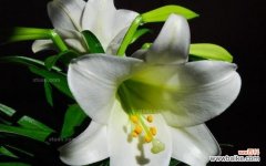 探寻白百合花的象征和情感 送白百合花的寓意与含义