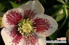 探索暗恋中的花语 暗恋花语