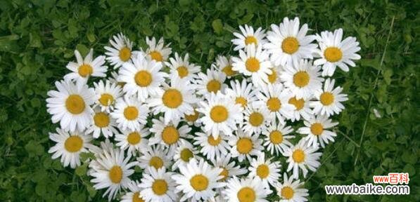 以代表暗恋与守护的花为主题的深情故事 花开时,暗恋与守护