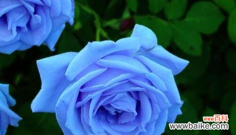 以代表暗恋与守护的花为主题的深情故事 花开时,暗恋与守护