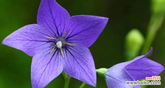 以代表暗恋与守护的花为主题的深情故事 花开时,暗恋与守护