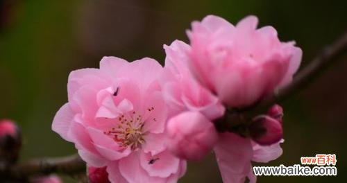 追寻春天的花朵 春天花开，绚烂一季