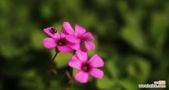 追寻春天的花朵 春天花开，绚烂一季