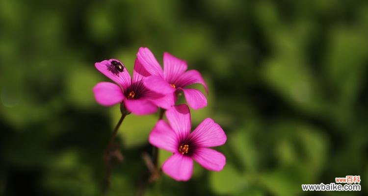 追寻春天的花朵 春天花开，绚烂一季