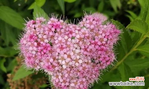 追寻春天的花朵 春天花开，绚烂一季