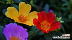 探寻夏季花卉的美丽与魅力 夏天的花海中的绚烂色彩