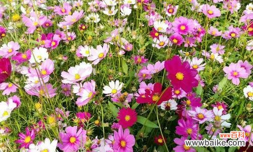 探寻夏季花卉的美丽与魅力 夏天的花海中的绚烂色彩