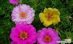 代表一生挚爱的花与情感的交融 花开一生，爱在其中