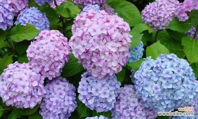 代表一生挚爱的花与情感的交融 花开一生,爱在其中