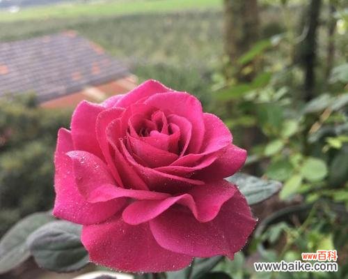 代表一生挚爱的花与情感的交融 花开一生,爱在其中