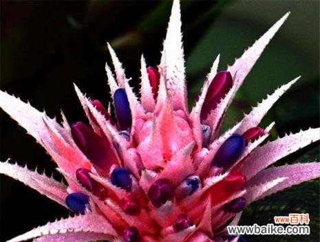 探寻高冷孤傲之花的魅力与意义 高冷孤傲的花