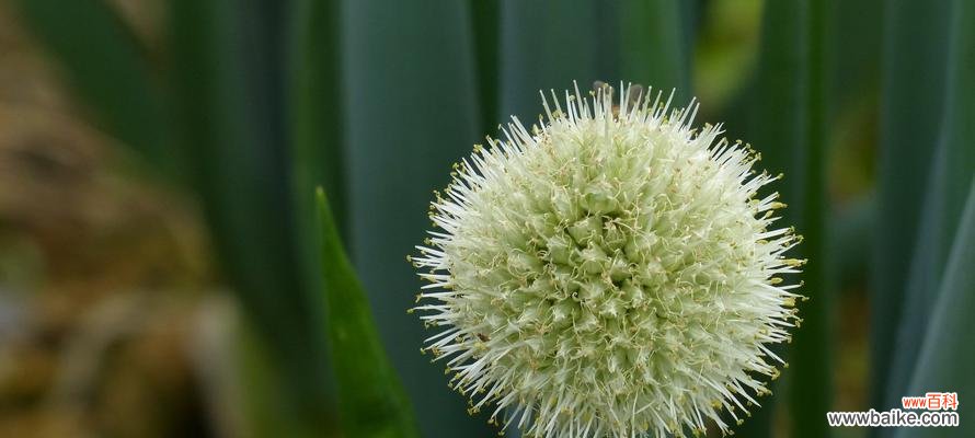 探寻高冷孤傲之花的魅力与意义 高冷孤傲的花