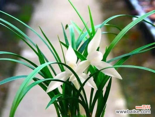 探寻高冷孤傲之花的魅力与意义 高冷孤傲的花