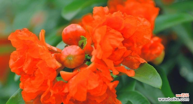 探索毁灭与重生的花朵奇观 生与死之间的花海