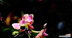 探索毁灭与重生的花朵奇观 生与死之间的花海