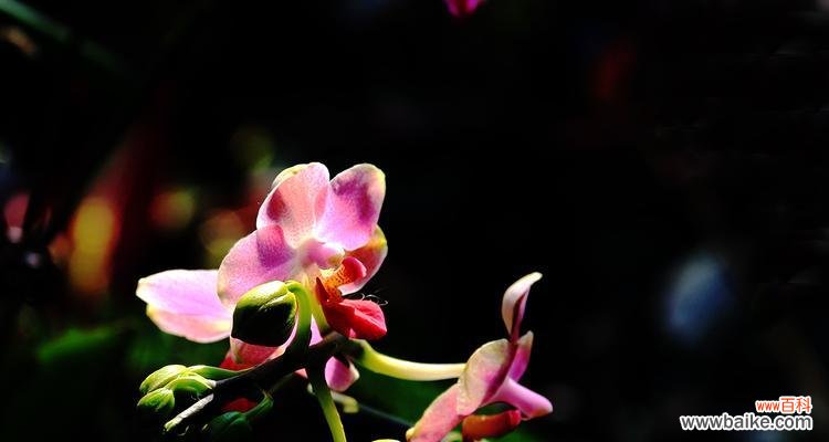 探索毁灭与重生的花朵奇观 生与死之间的花海