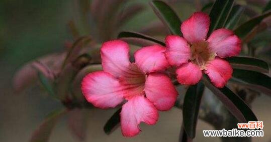 唤起人们对生命脆弱性的思考 死亡之花