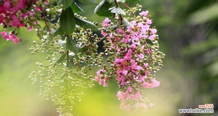 以花为媒 花开友情，绽放真情