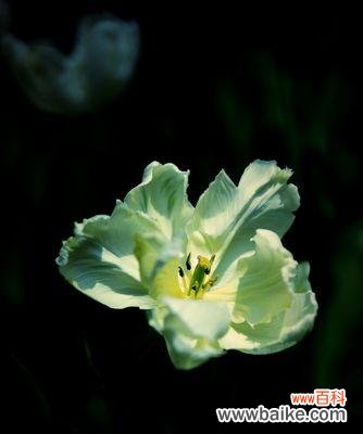 以花为媒 花开友情，绽放真情